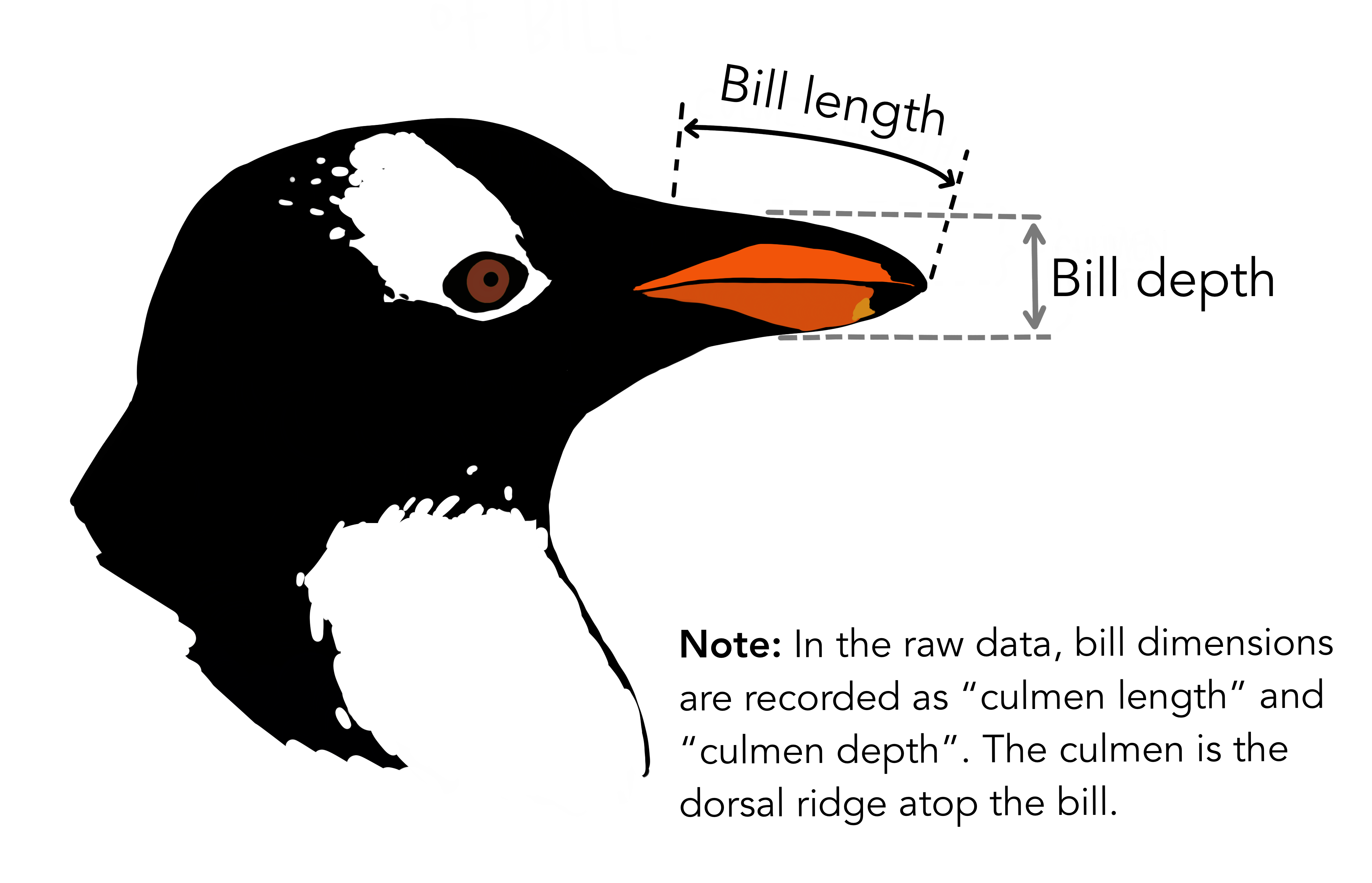 A cartoon explaining how bill depth and length are measured.